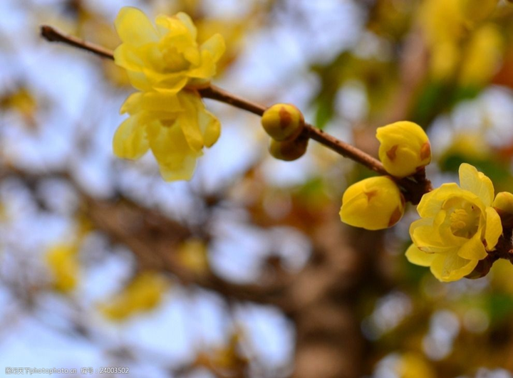 歲末時節(jié)百花盡，獨見蠟梅寒中香---感悟冬季蓉城“梅香”